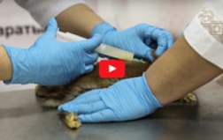 Video on rabbit vaccination rules