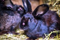 Prevention of rabbit diseases