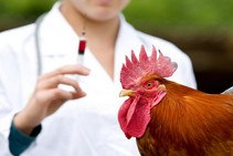 Symptoms and treatment of avian Newcastle disease