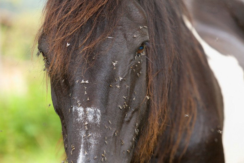 Паразитное заболевание у лошадей