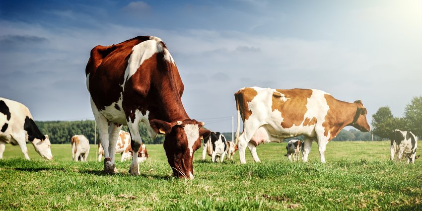 Здоровые коровы на зеленом поле