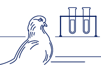 Уникальная разработка - вакцина для голубей «Виросальм»