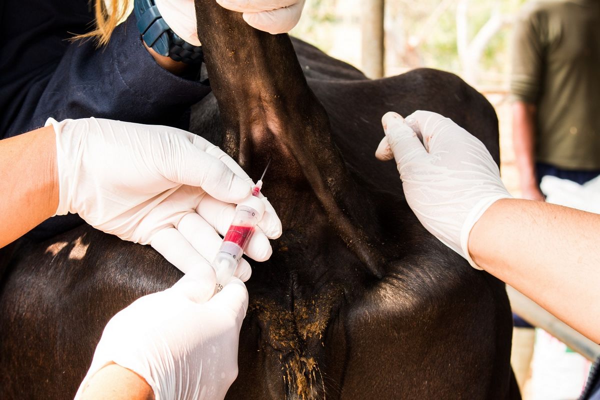 Лечение гинекологических заболеваний у коров