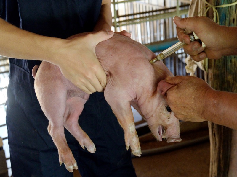 Введение подкожного препарата для свиней